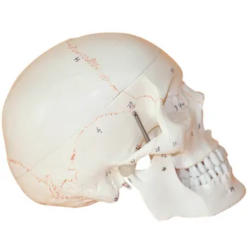 

Skull Model of Human Skull Model Medicine Skull Human Anatomical Anatomy Head Studying Anatomy Teaching Supplies