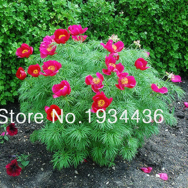 

Tenuifolia Peony Double Flowering Fernleaf Peony Rubra Plena Garden Plant for Flower Pot Planters Easy to Grow- 10 pcs / lot