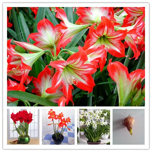 true color mix hippeastrum rutilum bulbsnot hippeastrum rutilum seedsamaryllis flowers symbolizes loveflower plant 2 bulbs in bonsai from home garden - Images Of Flowers To Color 2 true color mix hippeastrum rutilum bulbsnot hippeastrum rutilum seedsamaryllis flowers symbolizes loveflower plant 2 bulbs in bonsai from home garden - Images Of Flowers To Color 2