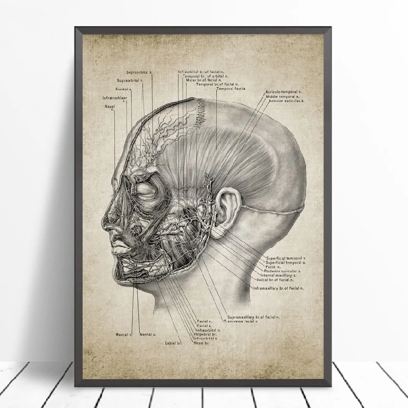 Head Anatomy Print Office Decor
