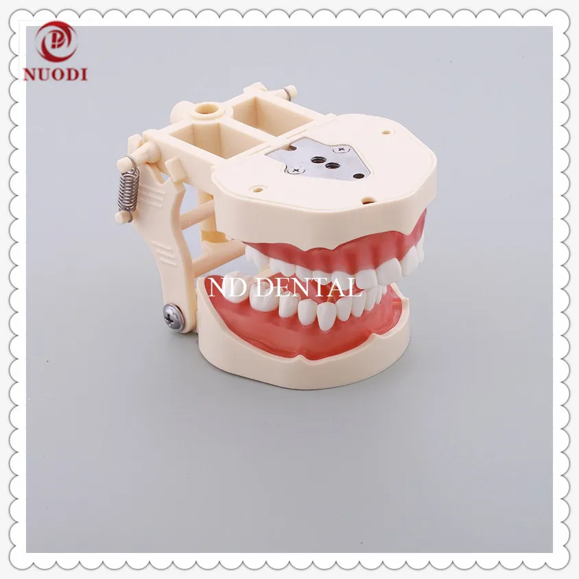 

Standard Education Teeth Model with Soft Gum/Dental Study Teeth Model 32 screw in teeth/Spring adjustable teeth model M8014