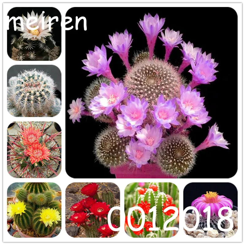 

100 pcs Bonsai cactus Rebutia variety flowering color cacti rare cactus and succulents office succulent flowering cactus palnts