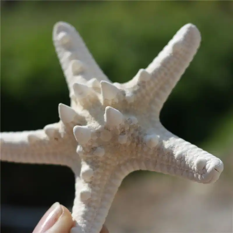 Download Grande decoracao starfish Free HD Grande Decoracao Starfish