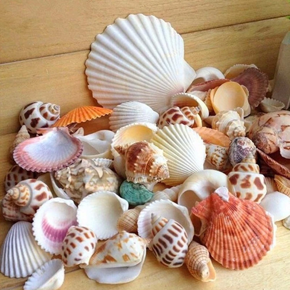 

Happy Kiss 100g Fashion Jewelry Decoration Beach Fashion Seashells Sea Shells for DIY Caft Decor sea conch sea star
