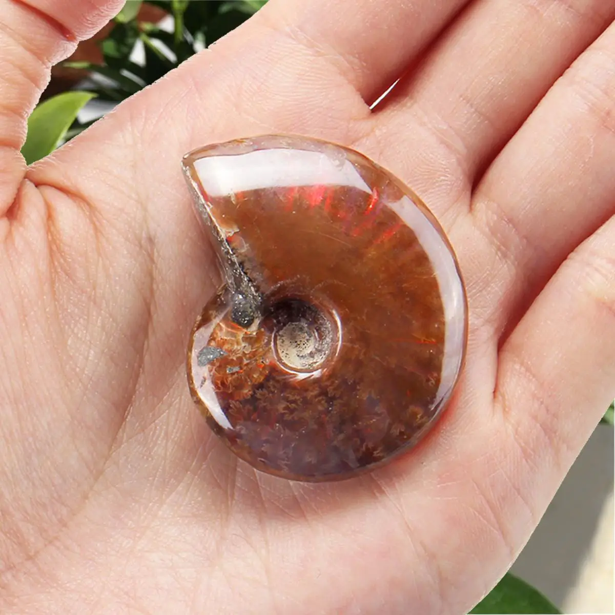 

Chambered Nautilus Natural Shell & Conch Home Decoration Aquarium Landscaping Shell Ornaments