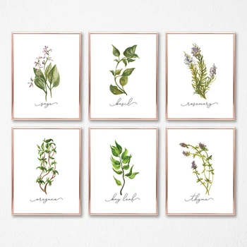 

Herb Collection Wall Art Canvas Posters Painting Oregano Sage Rosemary Basil Thyme Watercolor Wall Picture Print Kitchen Decor