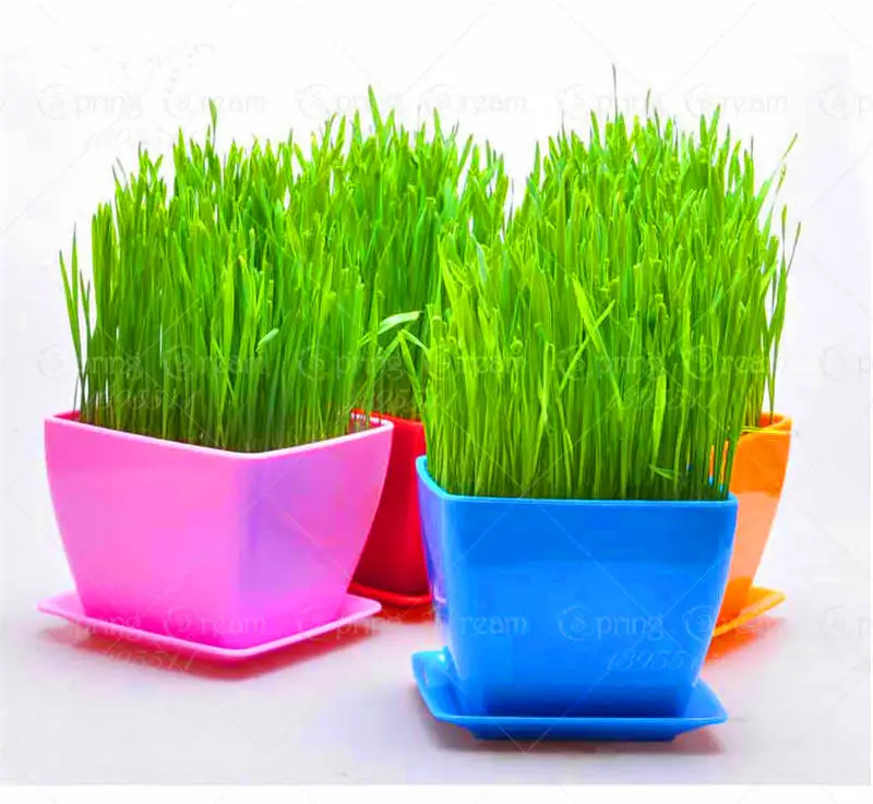 50 шт. зеленый кот Пшеница травяные растения в горшках полный питательных веществ пшеничный бонсай для дома сад овощи, растения Цветочный Горшок