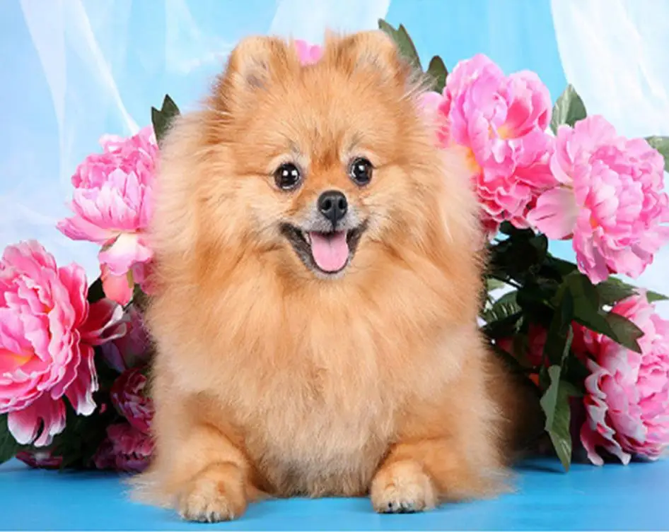 Алмазная картина pet 5D сделай сам 3D &quotПомеранская&quot животная вышивка крестом