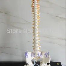 Гибкий позвоночник модель, 1:1 взрослый Поясничный изгиб позвоночника модель, костная модель с бедром, используется для массажа, йоги и т. д