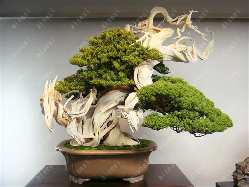 50 pcs/Bag  Juniper Bonsai Tree Bonsai Potted Office Bonsai Purify The Air Absorb Harmful Gases For Home Garden