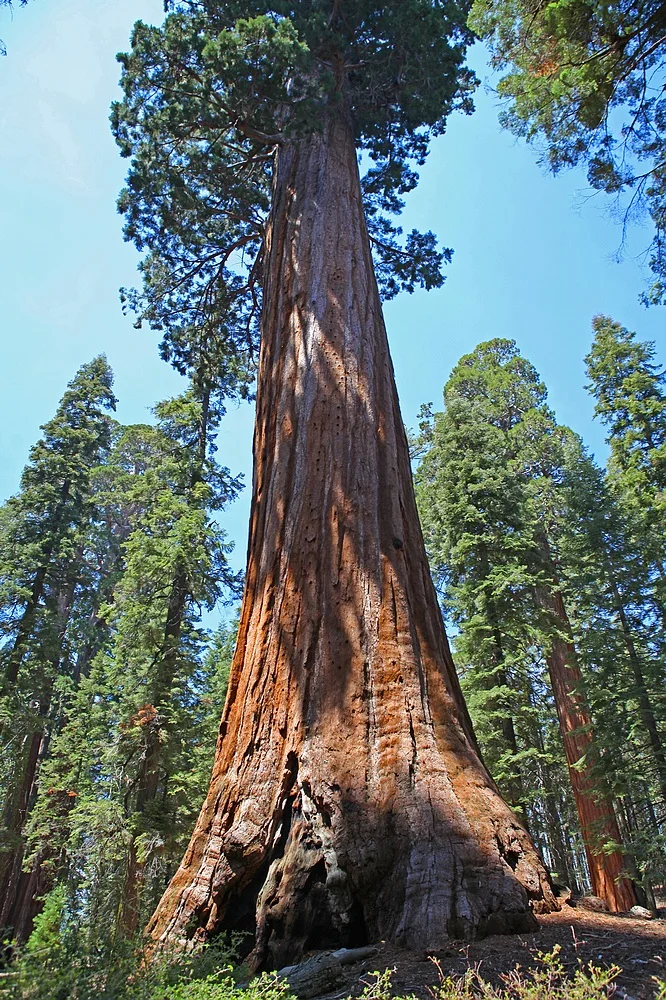 

2018 Hot Big promotion 20 Giant Sequoia Sequoia bonsai rare fast growing variety complete the budding rate