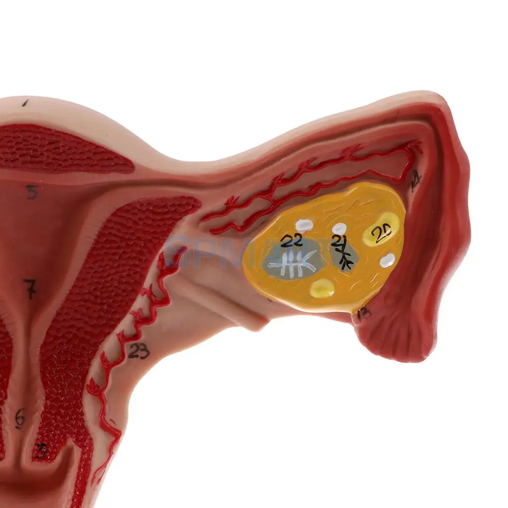 PVC Simulation 1:1 Human Female Uterus Ovary Fallopian Tubes Model Anatomical Study Display for School Teaching Tool Lab Supply
