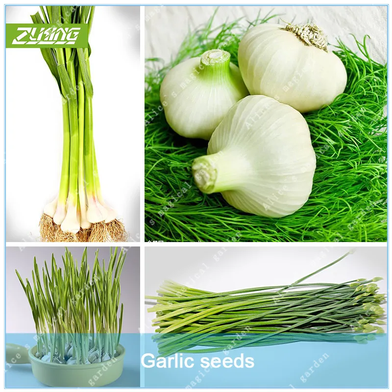 

ZLKING 1 Pcs Chinese Garlic Bulb Not Garlic Bulb Refreshing Sterilization Prevent Cancer Fresh Organic Non GMO Spice Plant
