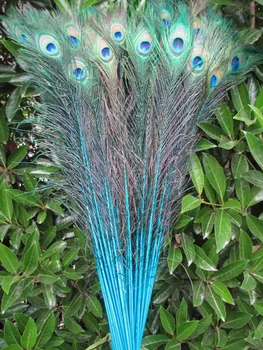 

Wholesale 50pcs beautiful blue peacock feather eye 70-80 cm / 28-32 inch decorative celebration
