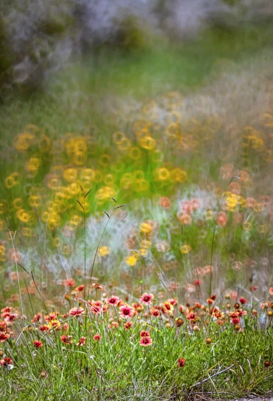 

Laeacco Spring Flowers Grassland Bokeh Scene Baby Photo Backgrounds Customized Digital Photography Backdrops For Photo Studio