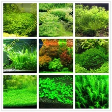 Hot Sale 1000pcs New aquarium grass seeds (mix) water aquatic plant seeds family easy plant seeds for decorate the aquarium