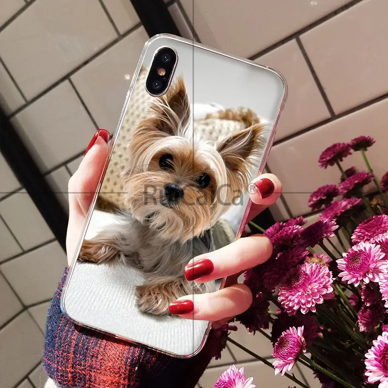 Yorkshire Terrier Dog