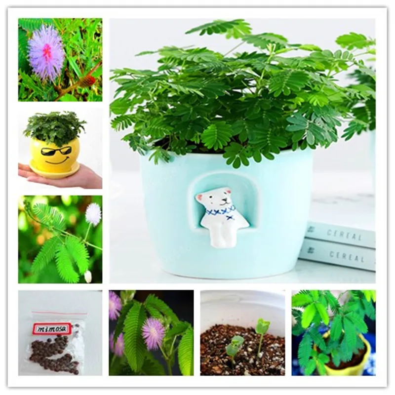 

50pcs/bag Mimosa Pudica Linn Bashful Grass flores Foliage Mimosa Pudica Sensitive Bonsai Plant Home Garden free shipping