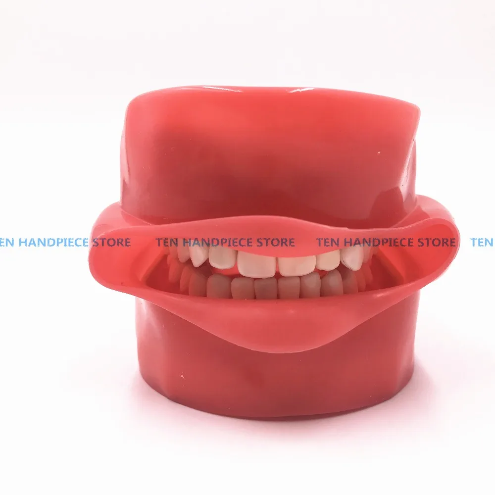 Хорошее качество устные моделирование практика Системы стоматологический фантомная головка для Стоматологической школы