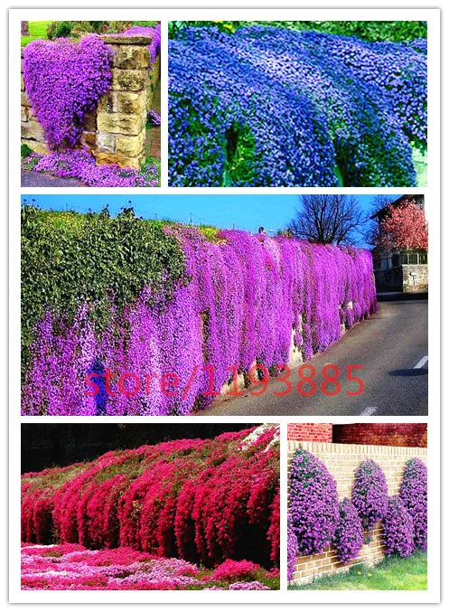 100 pcs rock cress seeds PERENNIAL FLOWERING GROUNDCOVER SEEDS rare flower seed for home garden