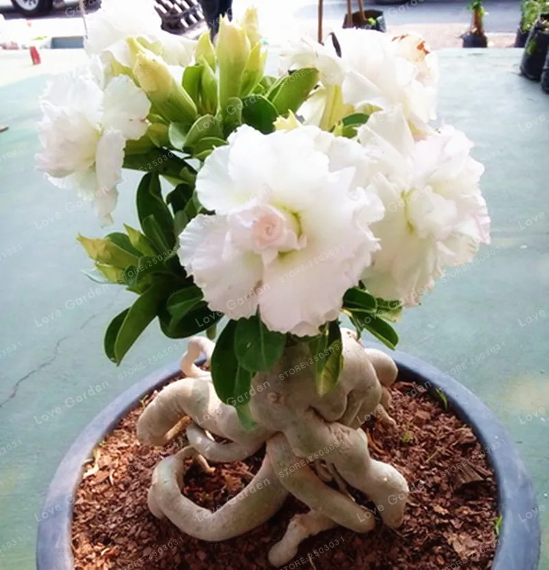 

White Desert Rose Bonsai Potted Flowers Bonsai 100% True Bonsai Air Purification Home Garden Potted Flower 1 Pcs/Bag