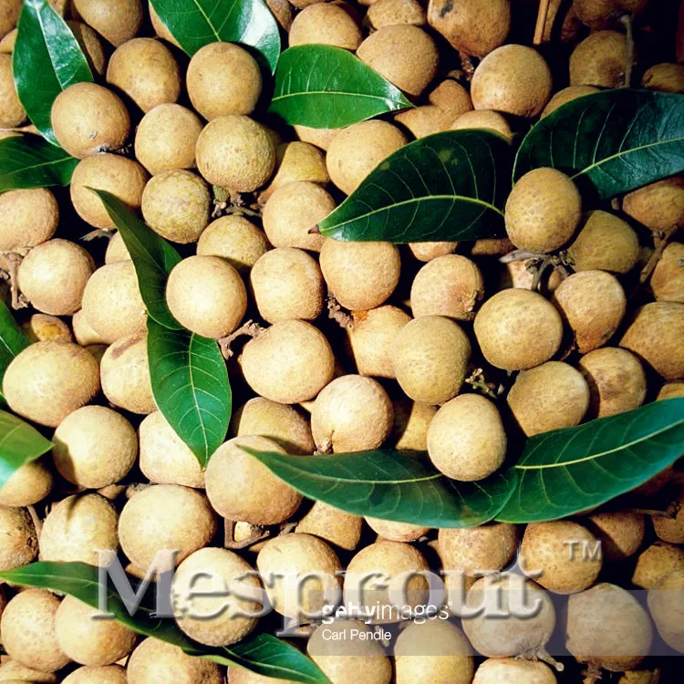 

100PCS High Quality Manilkara zapota Mini Potted Edible Fruit Bonsai China Top Quality Climbing Manilkara zapota Bonsai