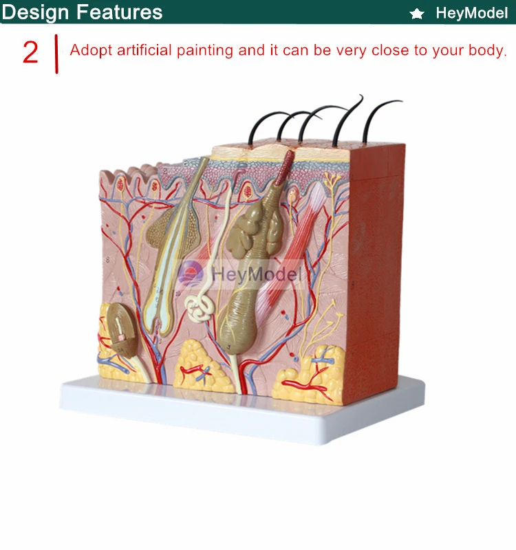 Структура ткани кожи HeyModel 35 раз