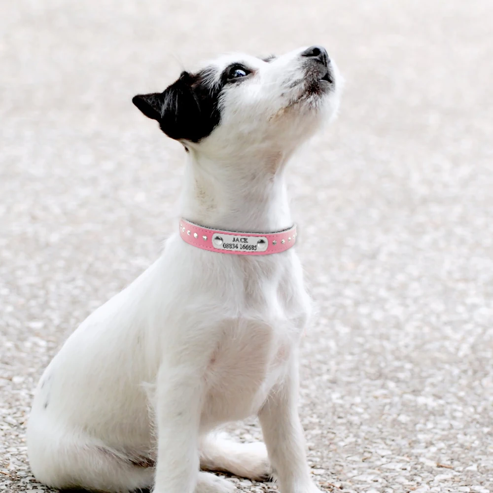 Female Dog Collars