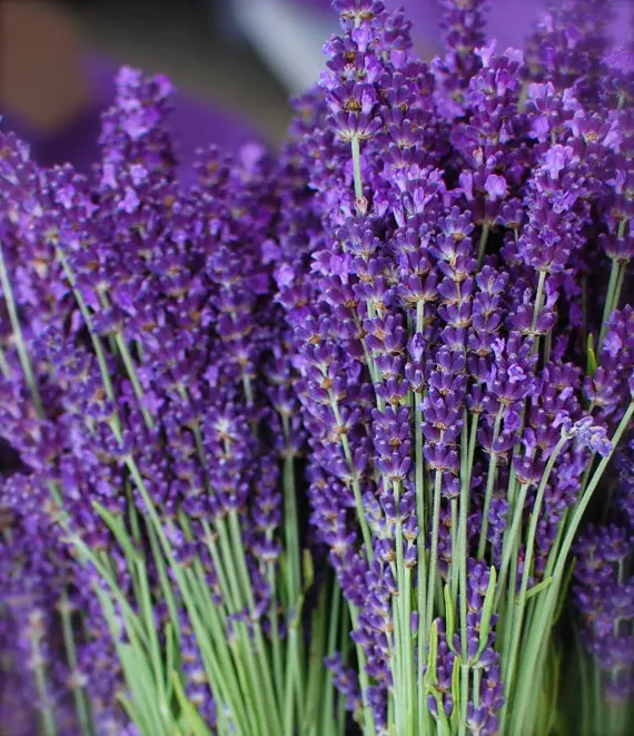 English Lavender Perennial Medicinal Culinary Herb Most Fragrant Variety Water Wise Drought Tolerant Seeds