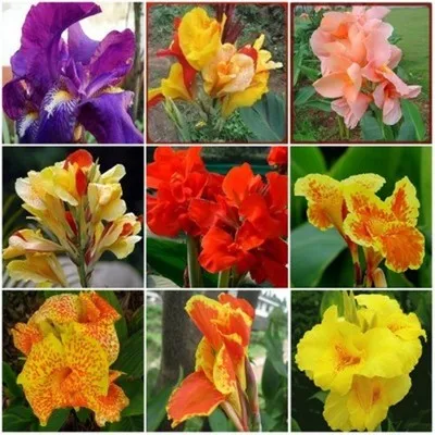 Free Shipping 50pcs Fresh Real Canna indica Flower Plant semillas Sementes