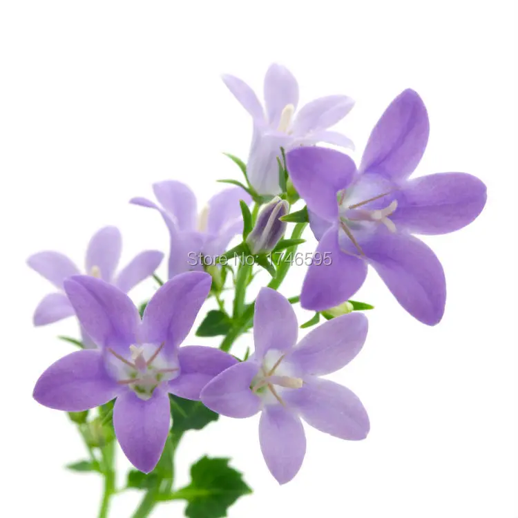 flowers-2