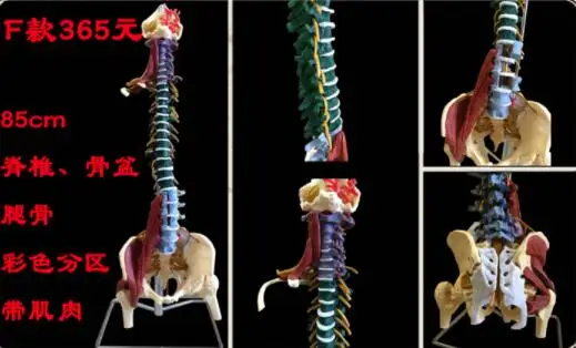 85 см 1:1 модель позвоночника человека взрослая ортопедическая модель позвоночника с костями ног, тазом, мышцами и нервами модель скелета