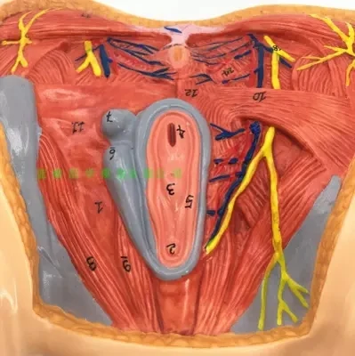 Женская промежность модель промежность анатомическая модель Гинекологическая анатомическая модель женская генитальная анатомическая модель