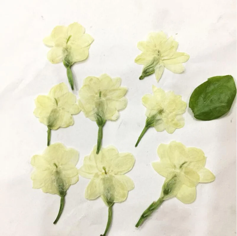 120pcs 3 5cm White Pressed Dried Jasmine Flowers Plants Herbarium For