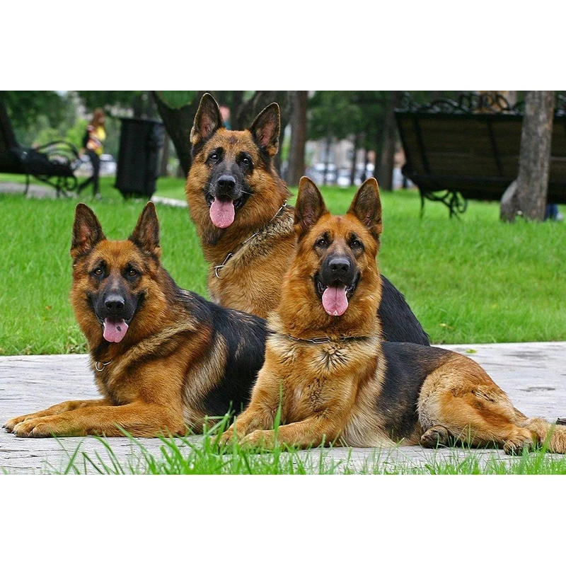

Full SquareRound Drill 5D DIY Diamond Painting German Shepherd 3D Embroidery Cross Stitch Mosaic Home Decor ZH