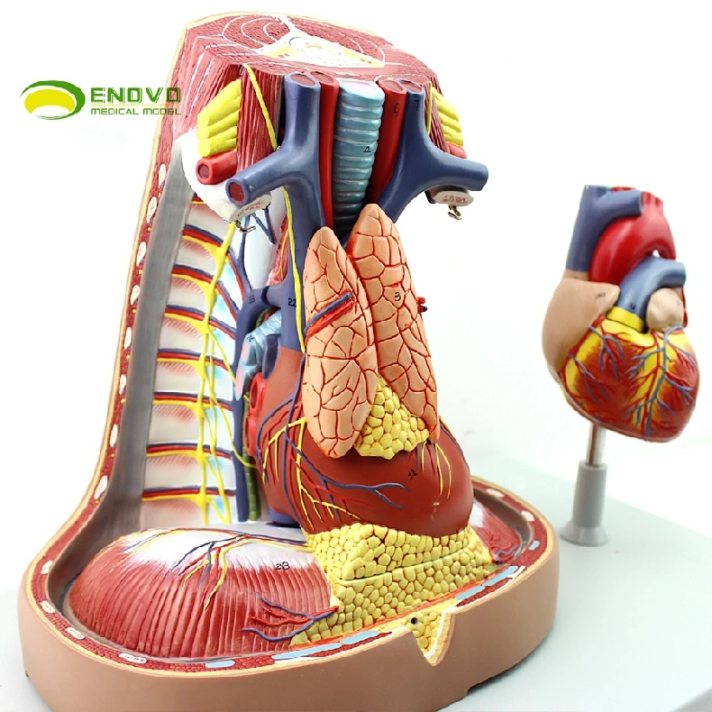 US $193.90 Human Mediastinum model Anatomy Pleural respiration System Thymic heart Mediastinum Thoracic Surgery Model