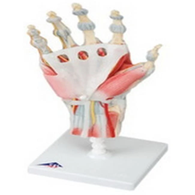 Fabrication Enterprises 12-4522 Anatomical Model Hand Skeleton with Ligaments & Muscles