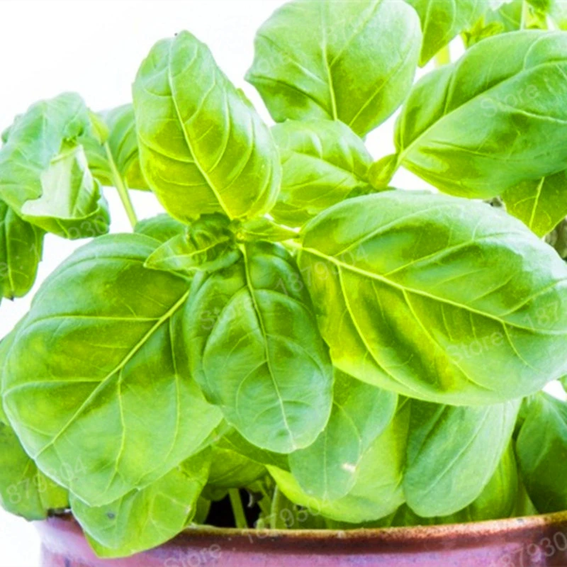 300pcs/bag Large Leaf Basil flores green fresh ocimum vegetable plantas Spices Aromatic Herb plante Bonsai Garden Plants Flower 300pcs/bag Large Leaf Basil flores green fresh ocimum vegetable plantas Spices Aromatic Herb plante Bonsai Garden Plants Flower