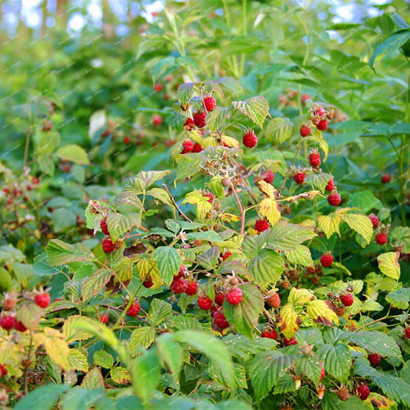 100 шт./пакет Редкие Raspberry flores подлинный дикий зеленого, красного, голубого, фиолетового и черного цвета Raspberry растения для сада-бонсай фрукты искусственные растения план