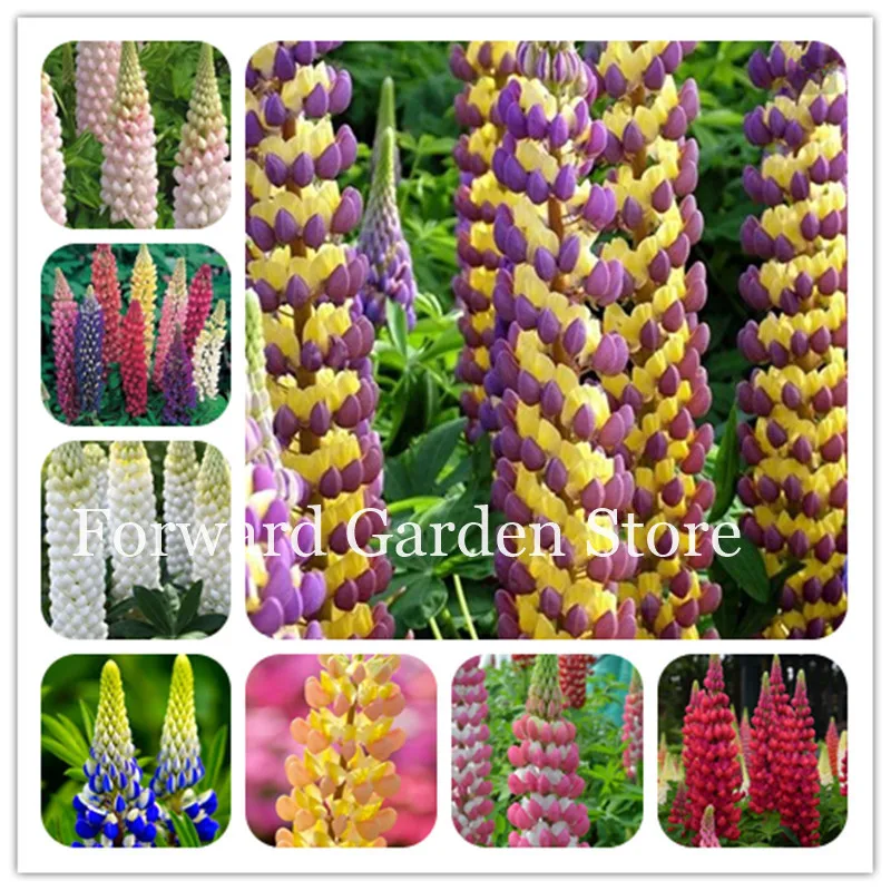 

Bonsai 100 Pcs Colorful Rainbow Lupine Bonsai Russell Lupinus Beauty Flower Ornamental Diy Home Garden Survival Rates Very High