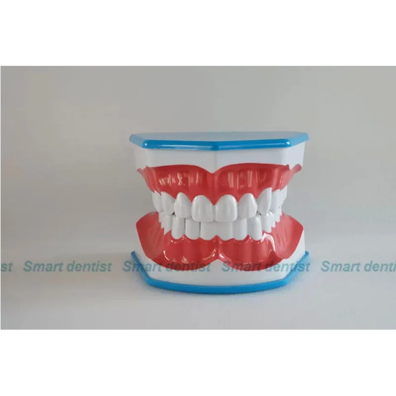 

2016 CMAM-DN012 Plastic 3 Times Enlarged of Teeth Brushing Model for Teeth Brush Practice