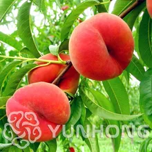 Высокое качество(Синьцзян) Маленькое дерево в горшке плоское Персиковое бонсай 10 шт. Король Вкусные фрукты Сладкий персик красный персик дерево фрукты