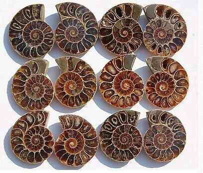 

100-126g 6 pairs of Split Ammonite Fossil Specimen Shell Healing Madagascar