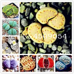 100 шт. Pseudotruncatella живой камень Lithops бонсай реального Редкие сочные plantas офисные рабочего комнатные растения очистить воздух