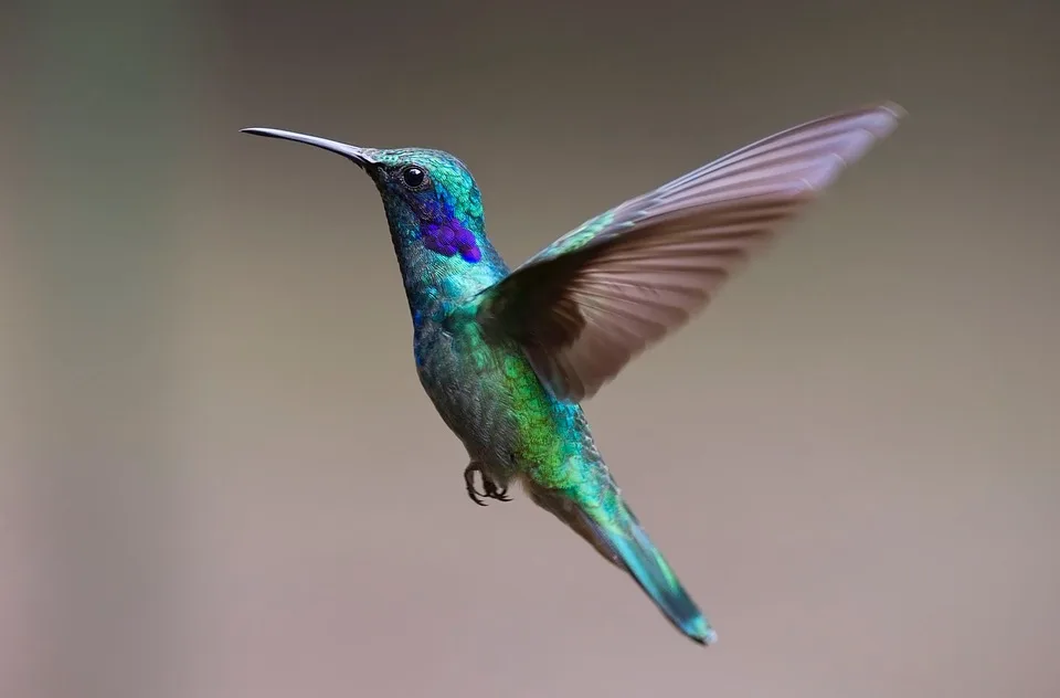 hummingbird-2139279_960_720