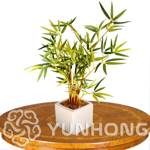 

50pcs/lot Bamboo Bonsai Rare Mini Moso Bamboo Bonsai Professional Seller Winter Ornamental Plant Tree Bonsai For Home Garden
