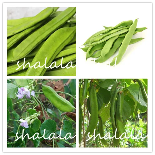 

5 PCS Bonsai Red Sword Beans Chinese Knife Bean Bonsai Organic Ornamental Vegetable Bonsai Outdoor Plants Radiation Protection