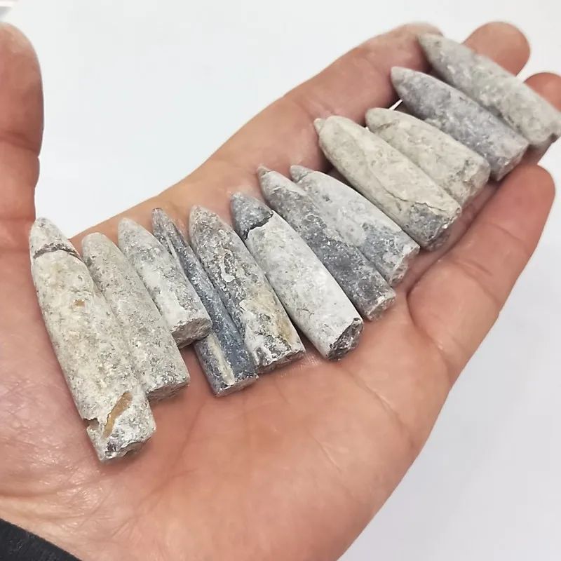 

DHXYZB 12pcs Natural belemnite fossil raw stone crystal Quartz Rock stones Minerals Reiki Healing Mineral samples Home decor