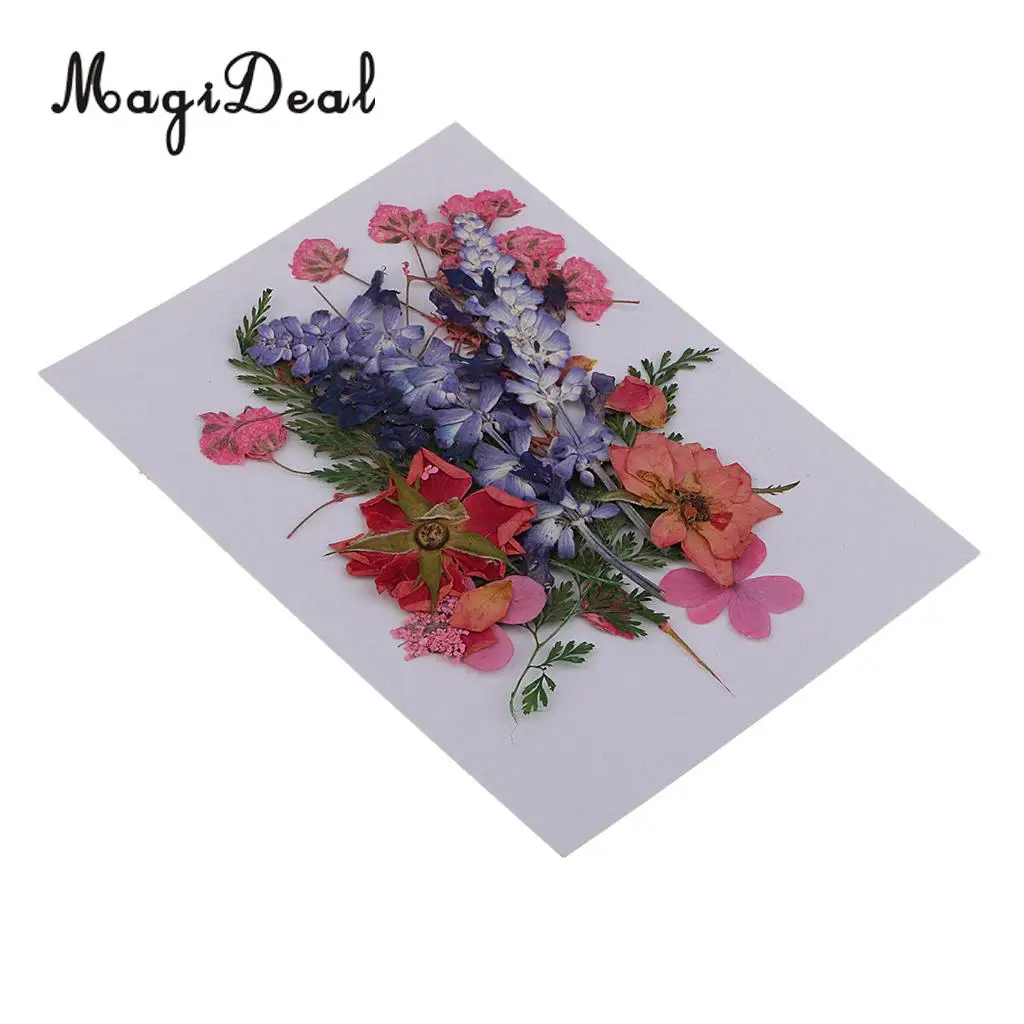 Multiple Beautiful Real Pressed Flower Dried Flowers Press Leaves for Art Craft Scrapbooking Resin Jewelry Phone Case Soap DIY