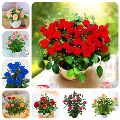 

500 pcs mixed Rare Holland beautiful Rainbow Rose Flower bonsai Home Garden Rare Flower plant 24 color rainbow flower plant